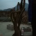 映山红15~20cm