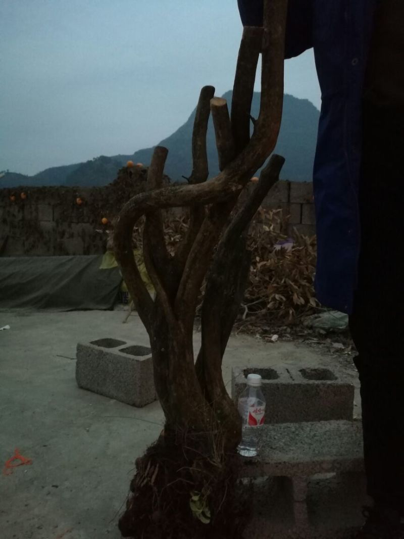 映山红15~20cm