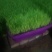 韭黄头茬20~30公分