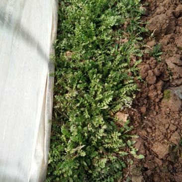 荠菜5~10cm