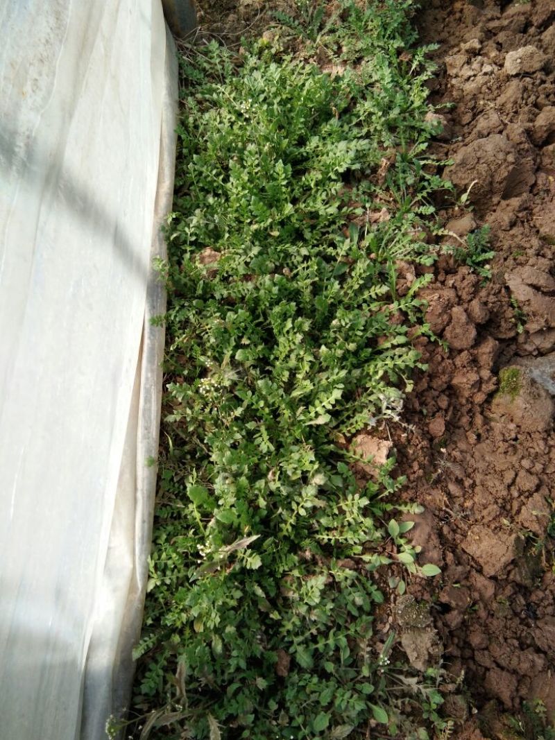 荠菜5~10cm