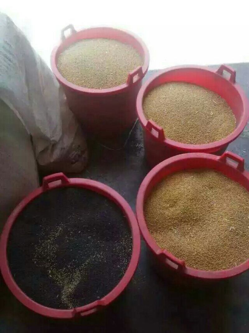 压榨菜籽油三级