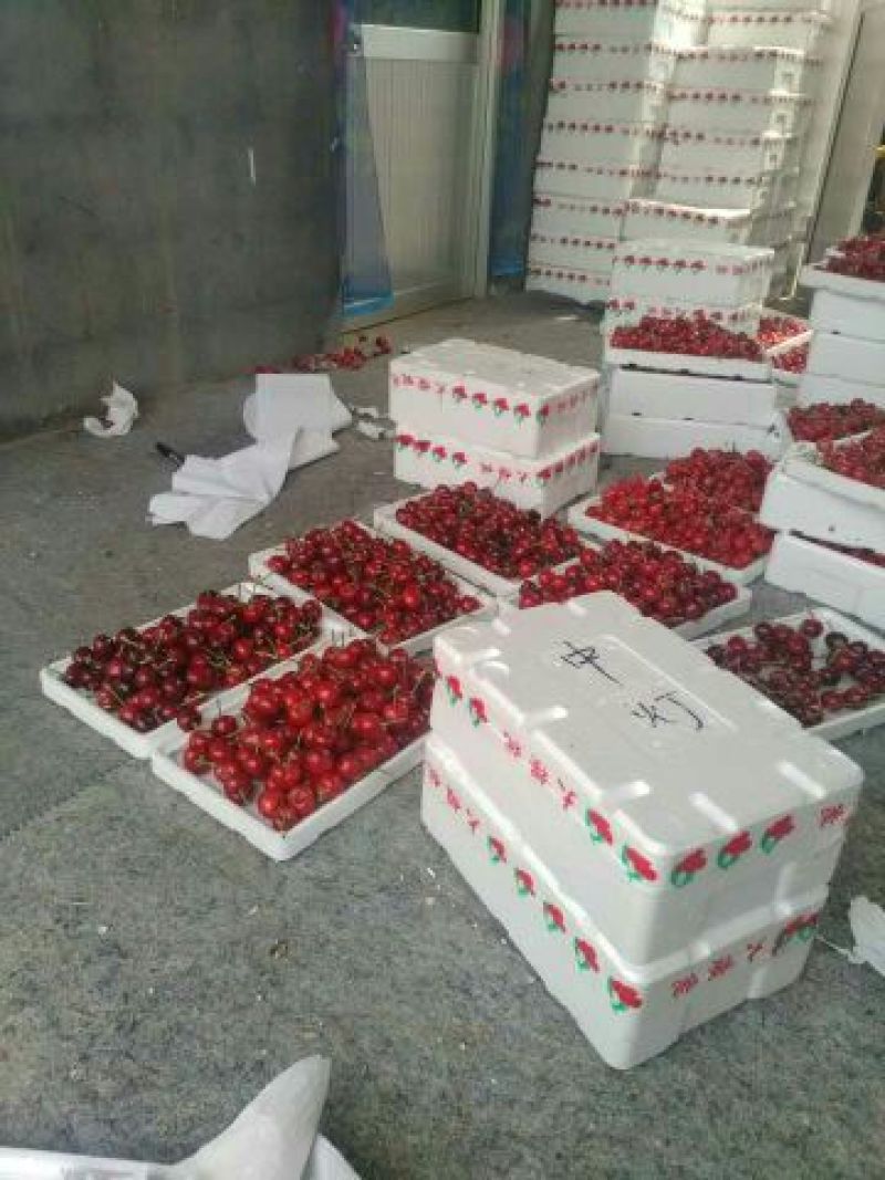 樱桃