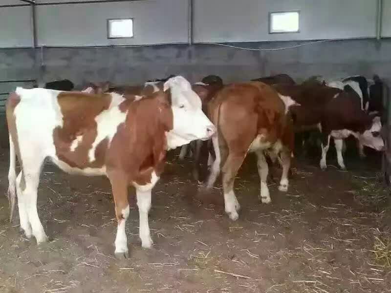 肉牛200~300斤