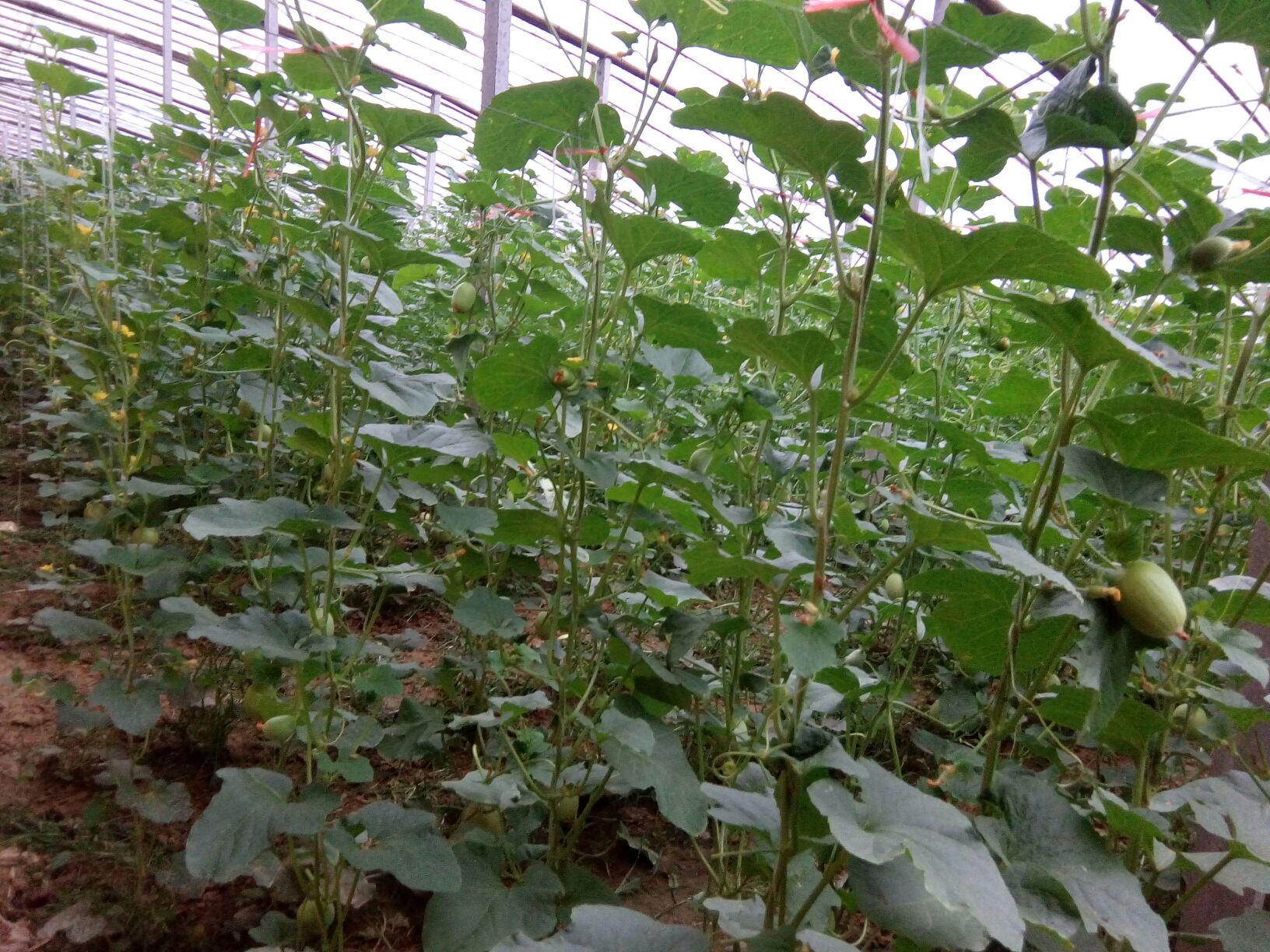 甜瓜河南周口扶沟县_批发_供应-一亩田农业网