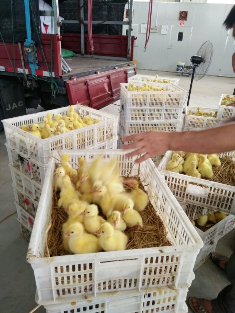扬州大白鹅苗250g以上