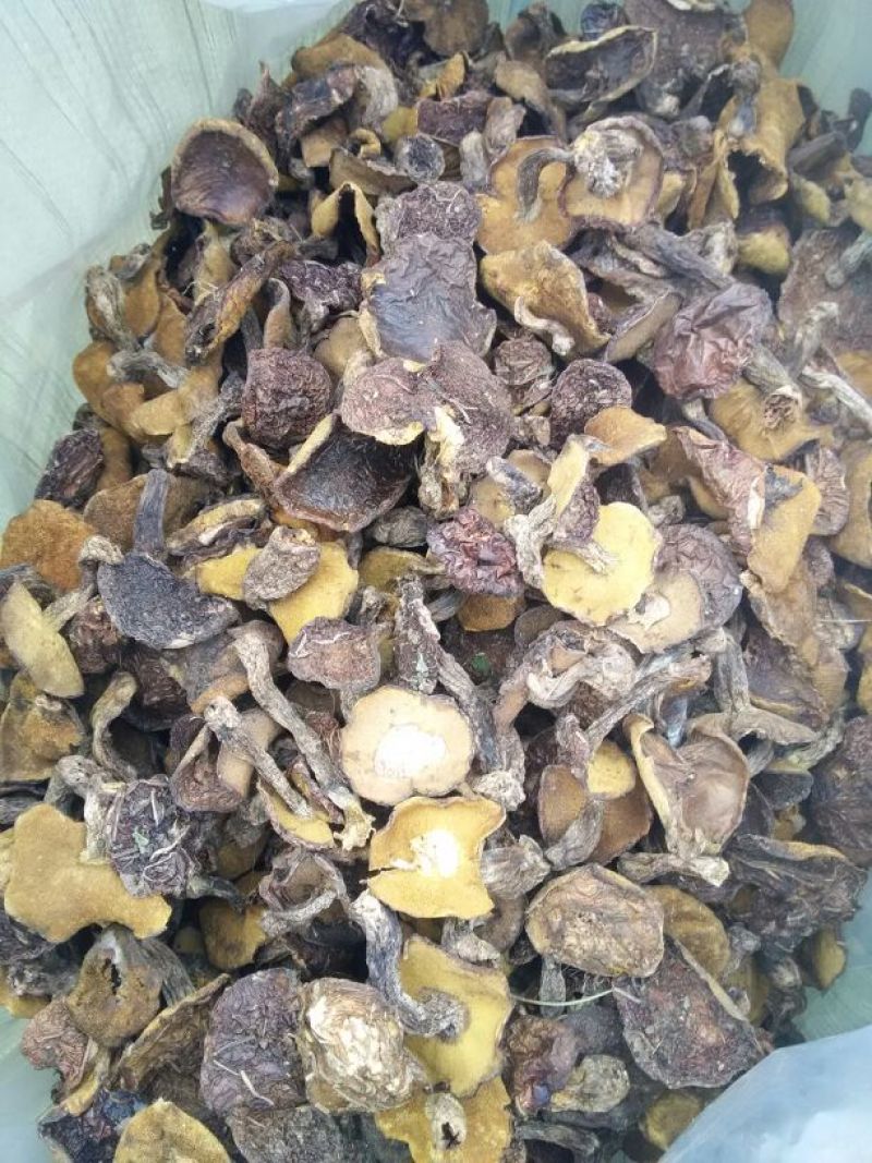 松蘑特级