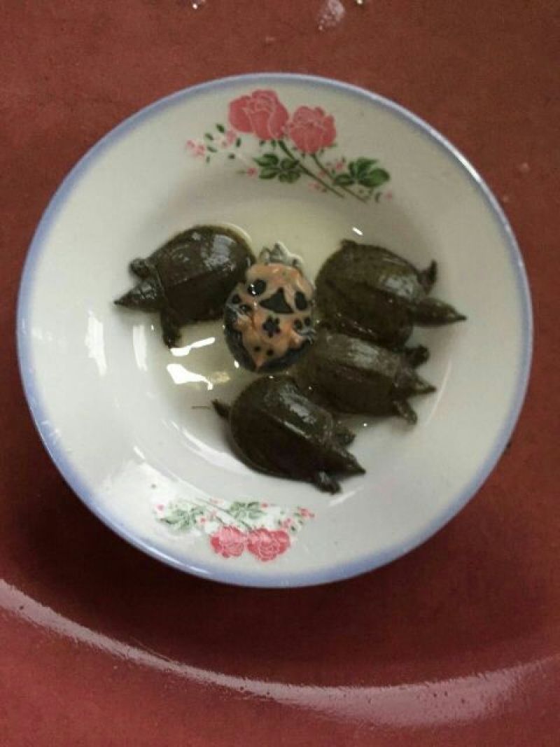甲鱼苗鱼苗