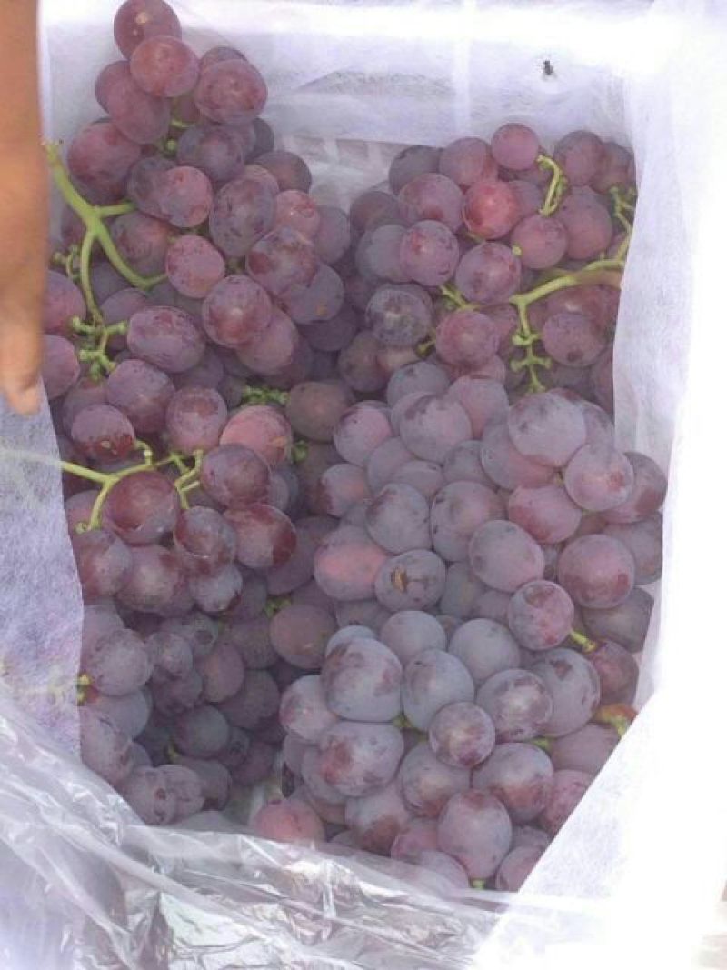 美国红提5%以下1~2斤，黄土高坡红提葡萄供应