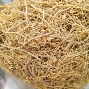 三七根茎