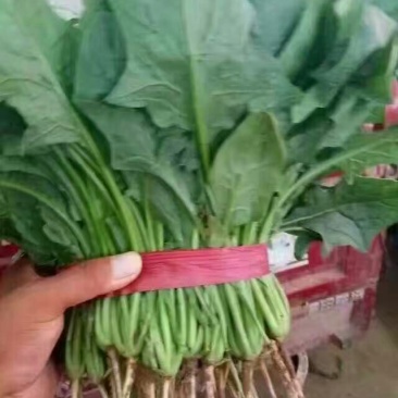 全能菠菜30~35厘米