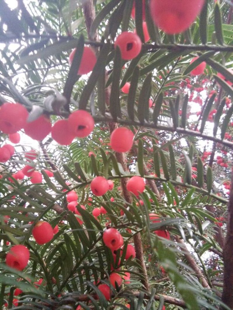 红豆杉，结果红豆杉景观树，地径八公分红豆杉树苗