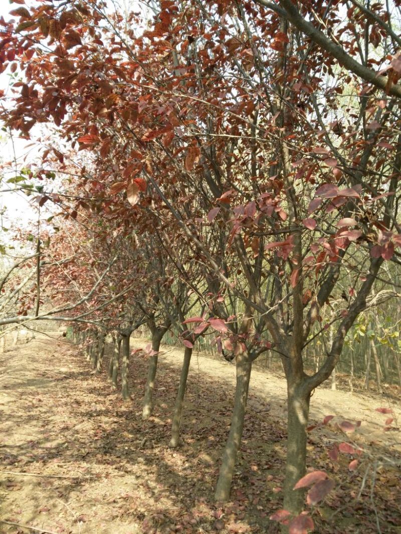 红叶李10cm以下8~10cm
