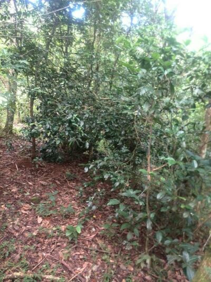 百年大树茶三级