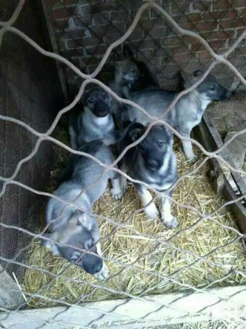 狼青犬公母任选狼青幼犬出售德牧幼犬任意挑选