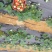 红颜草莓20克以上