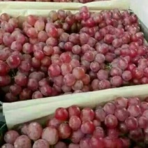 红提葡萄价格红提葡萄批发红提葡萄产地