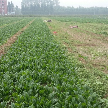 大叶菠菜15~20厘米
