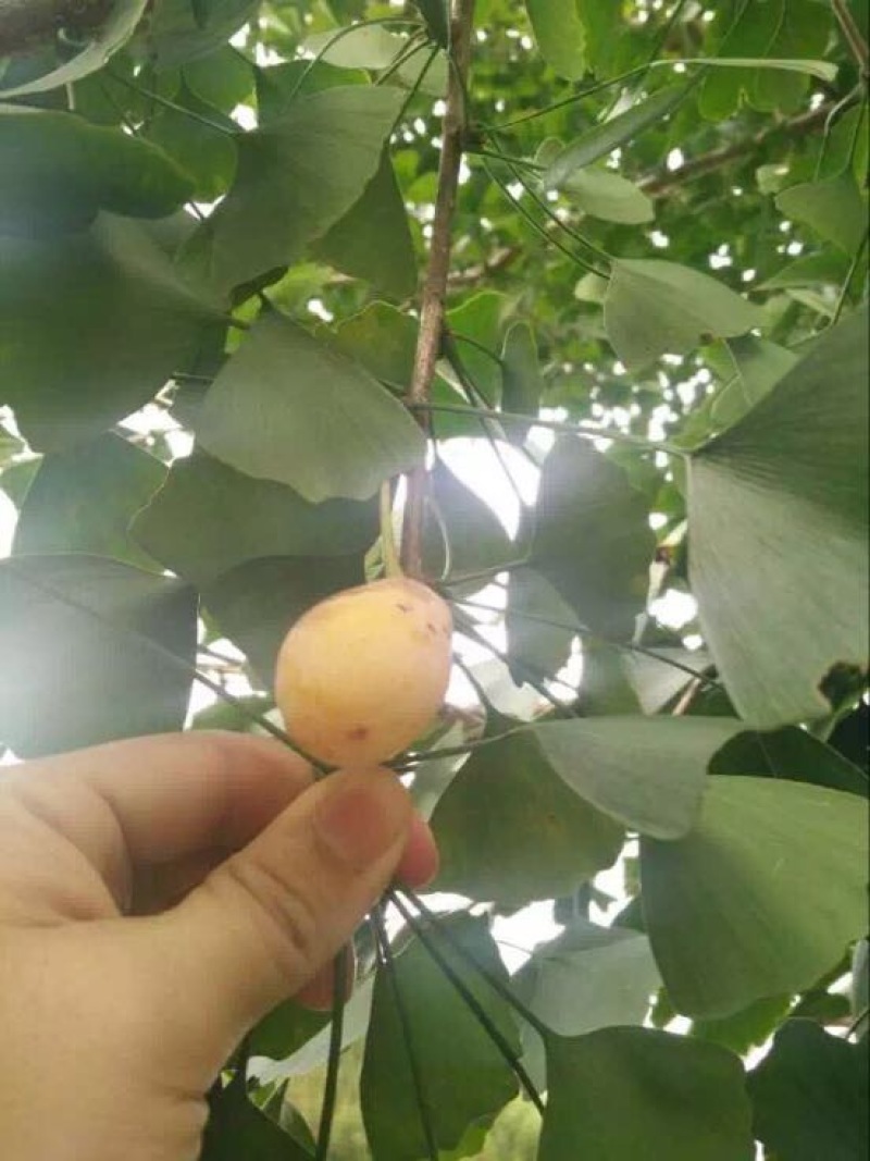 大果银杏白果