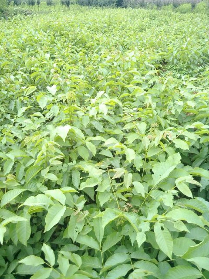 8518核桃苗一年苗50~100cm