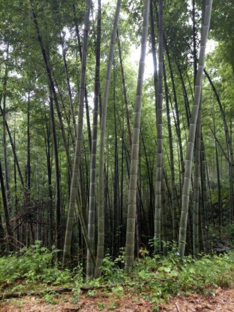 楠竹