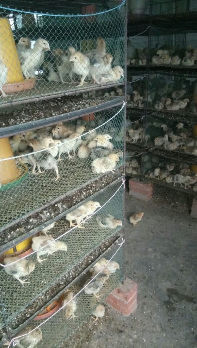 脱温鸡1斤以下脱温苗