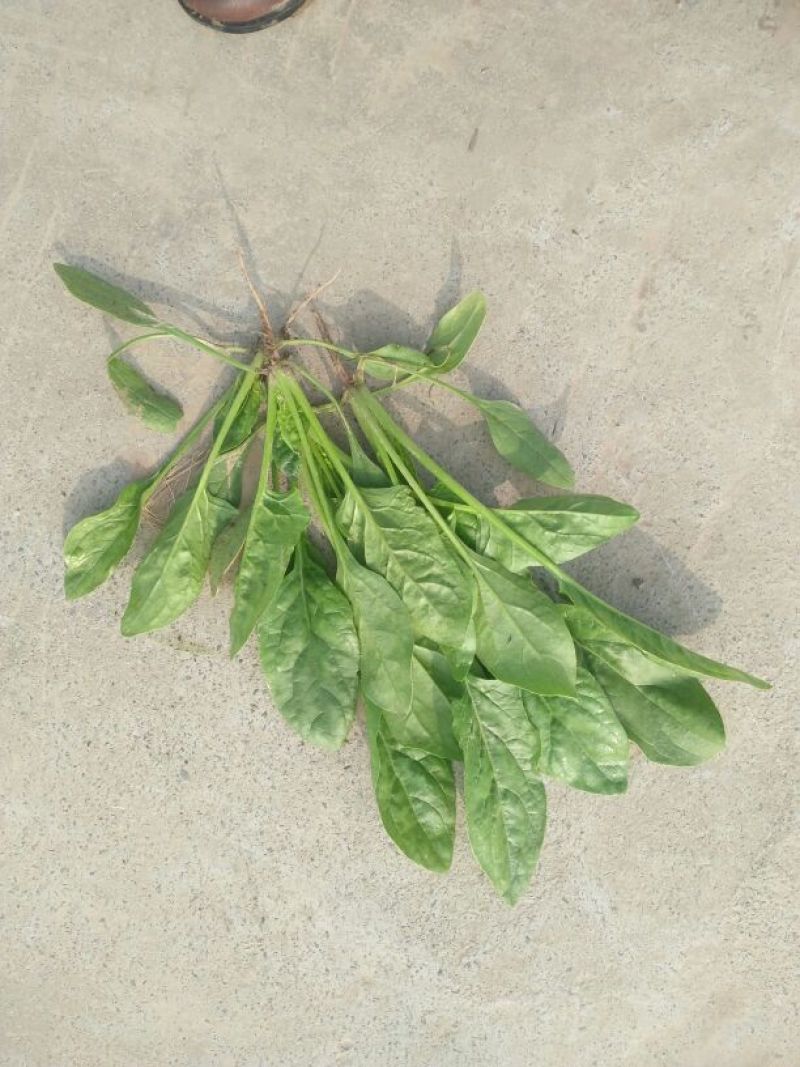 大叶菠菜15~20厘米