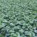 白菜黄心大白菜一级子弹头