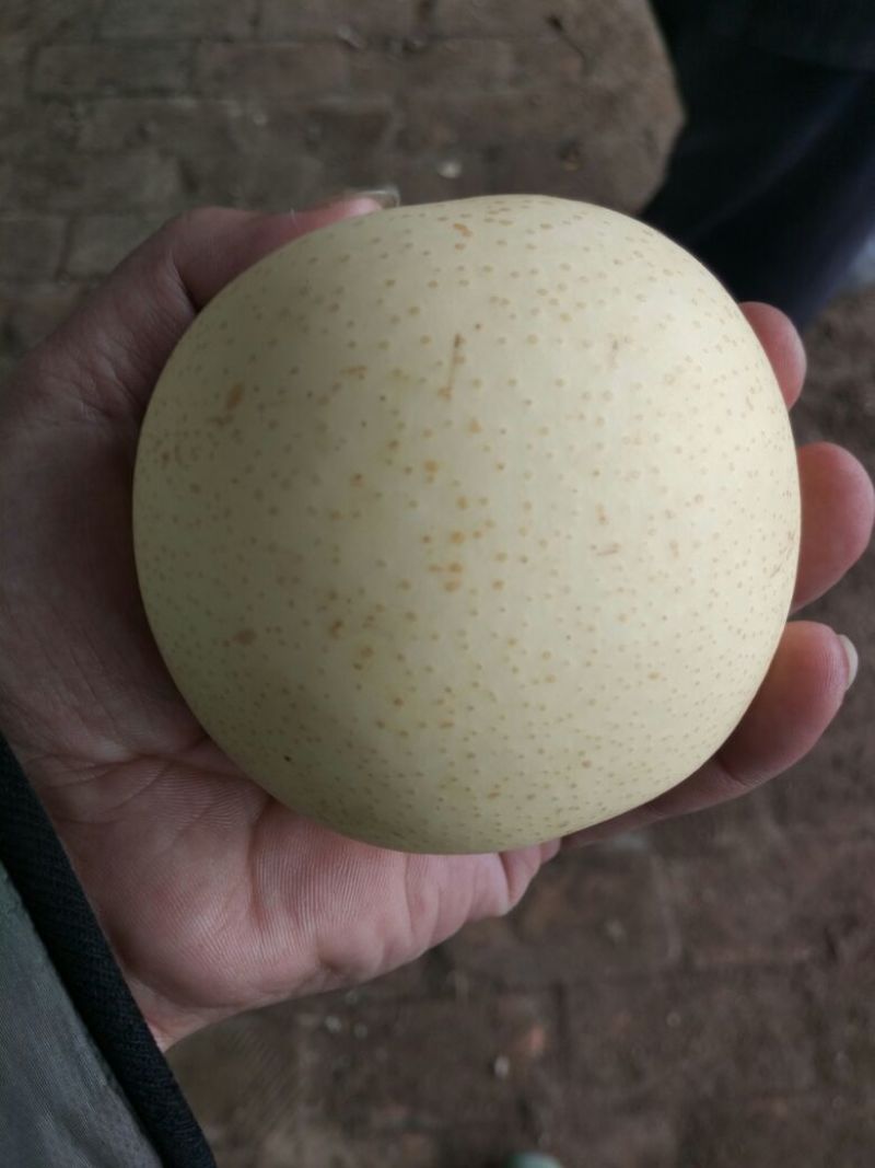 皇冠梨纸袋