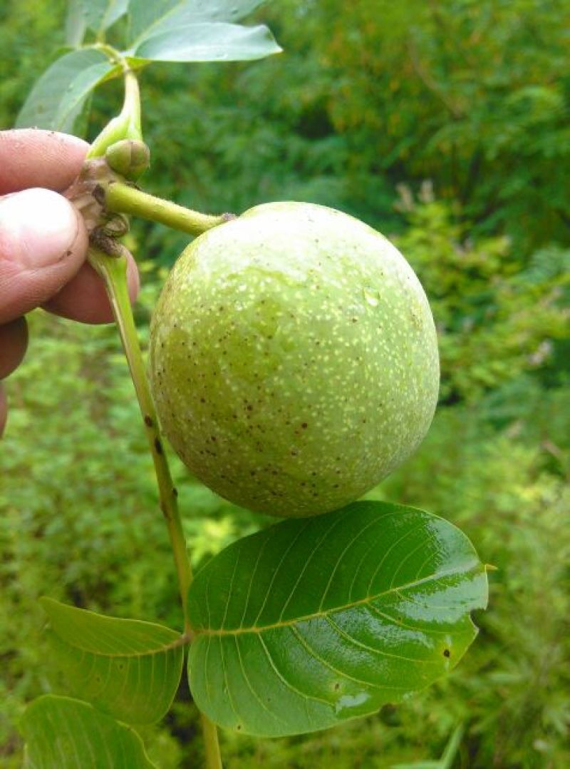 青皮核桃青皮