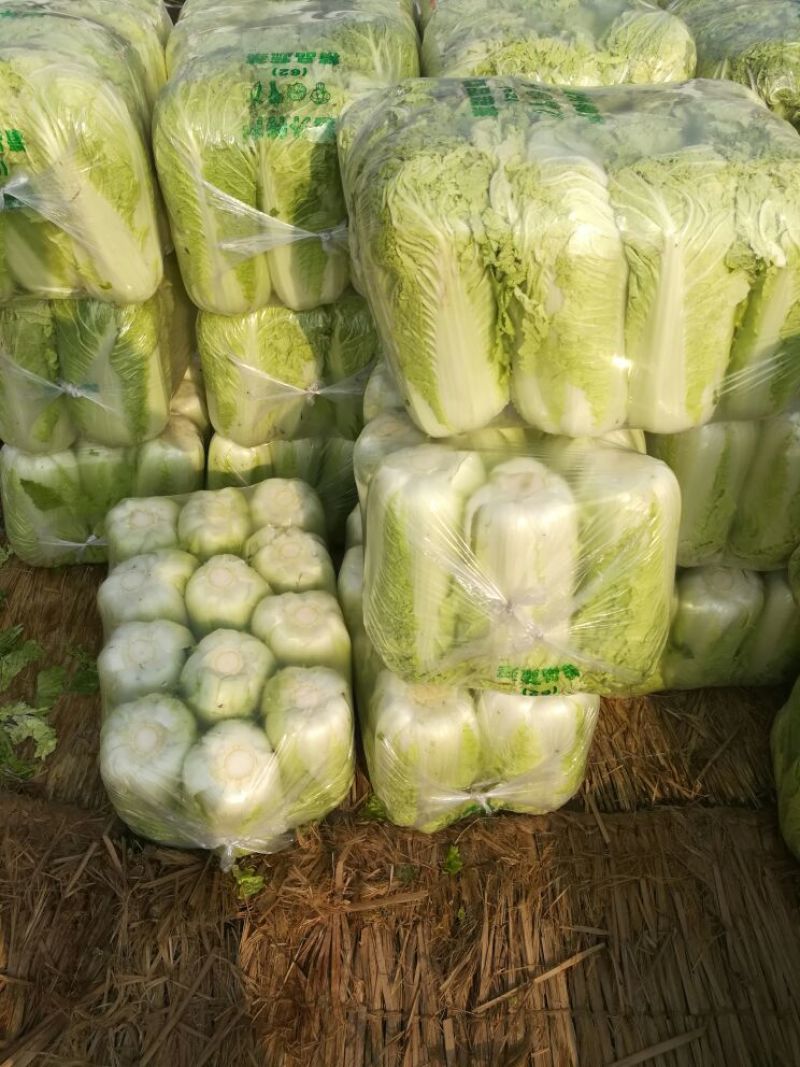 山东滕州黄心大白菜，北京新三号白菜，大量上市