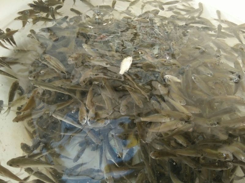 白鲫鱼苗