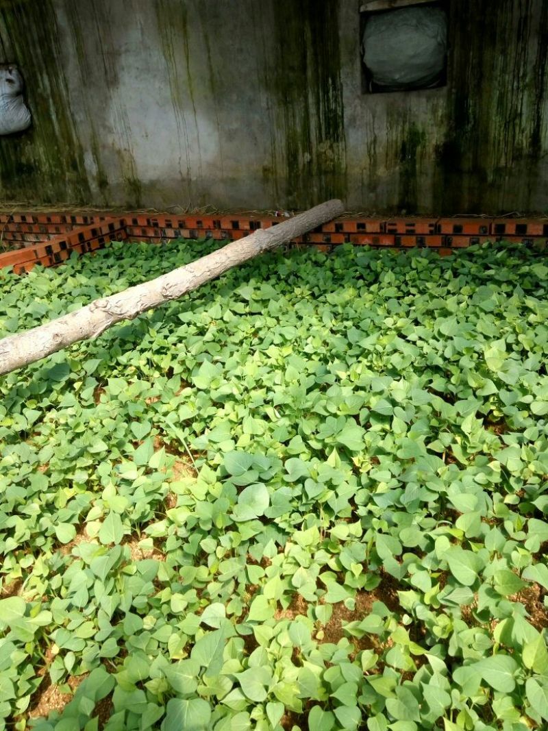商薯19红薯苗25~35cm