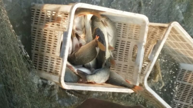 池鲤鱼食用1~2公斤