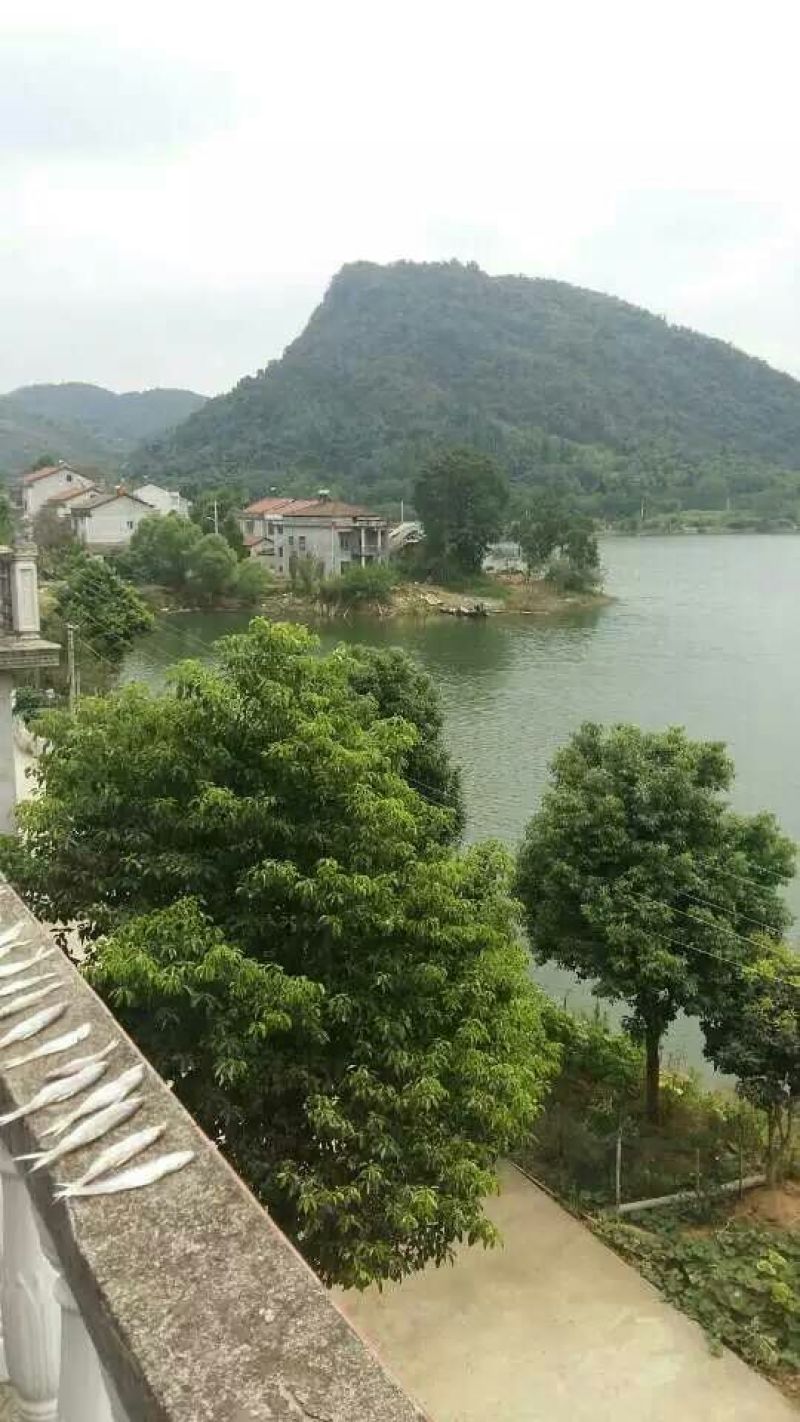 刁子鱼干