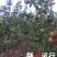 圆黄梨光果350~400g大又甜