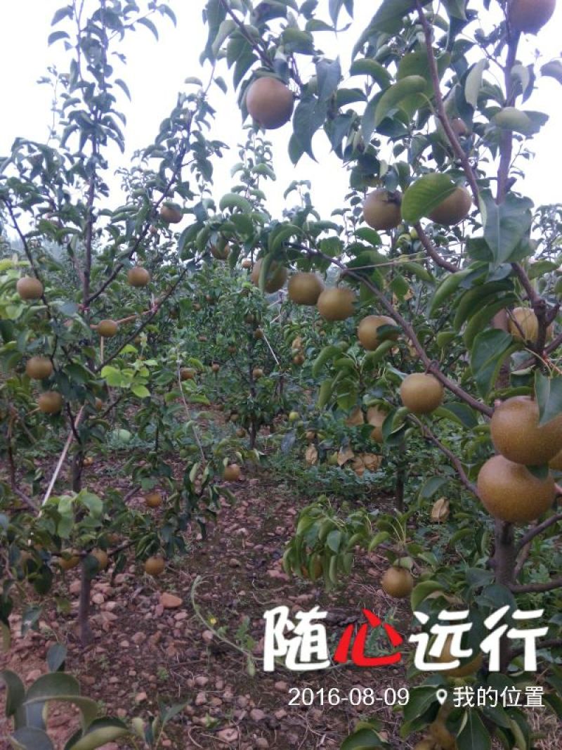 圆黄梨光果350~400g大又甜