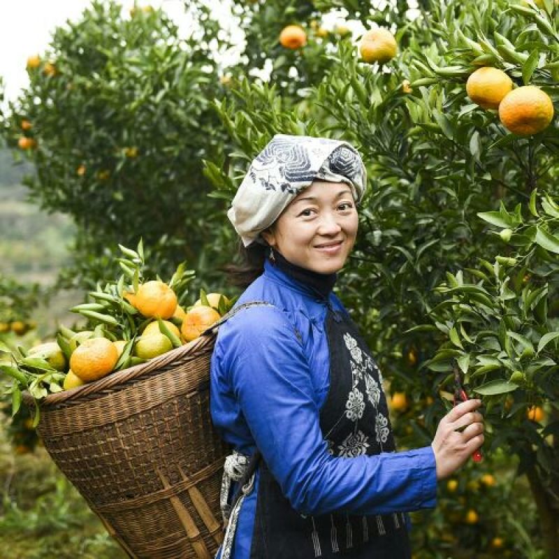 椪柑清江椪柑，自产自销量大从优欢迎订购