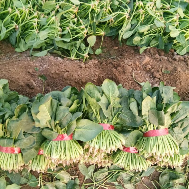 菠菜产地直发，质优价廉货源充足量大从优欢迎采购