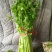 荠菜10cm以上