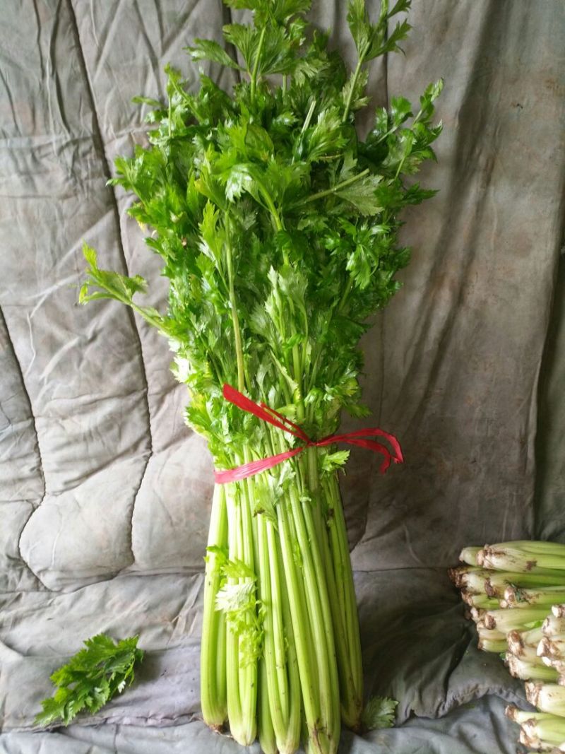 荠菜10cm以上