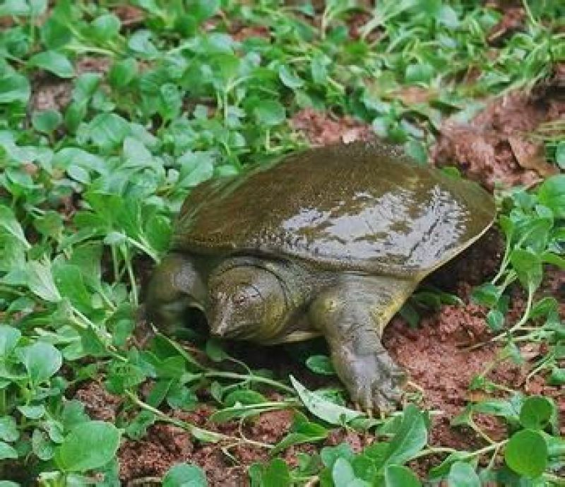 生态甲鱼