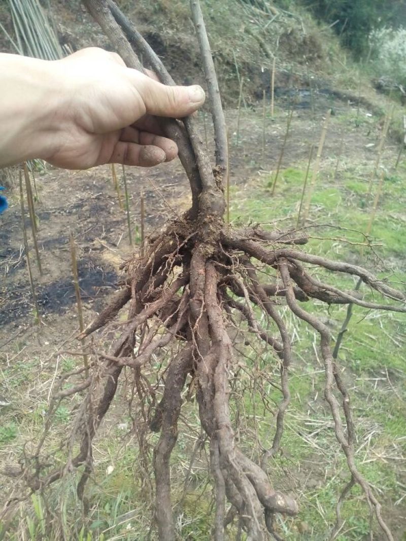 黑老虎老桩苗