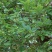 美登蓝莓鲜果4~6mm以上