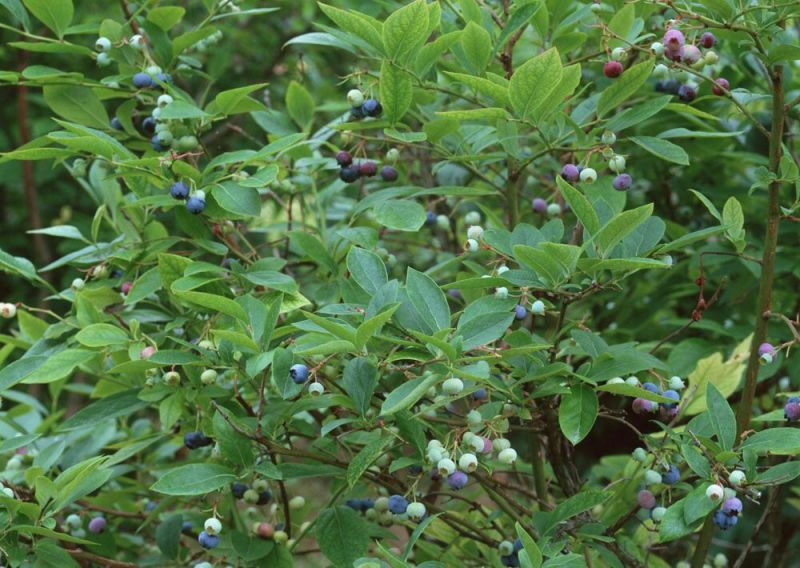 美登蓝莓鲜果4~6mm以上