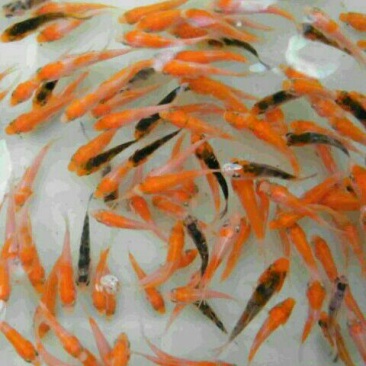 锦鲤