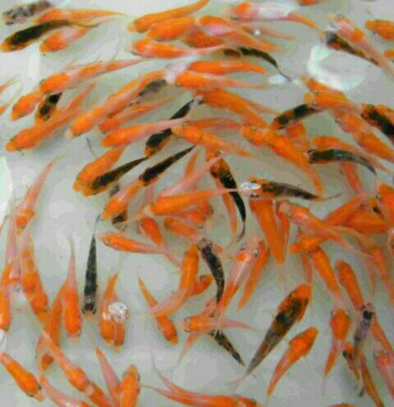 锦鲤