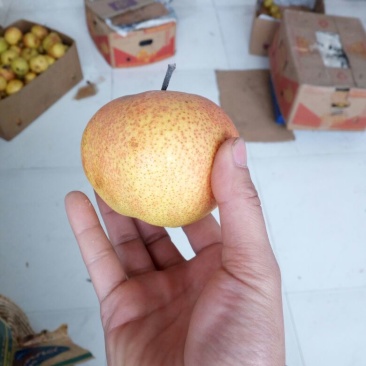 苹果梨200~250g纸箱