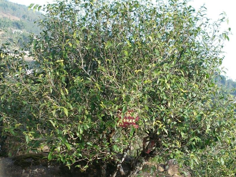 古树普洱茶一级