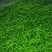 线椒15～20厘米青